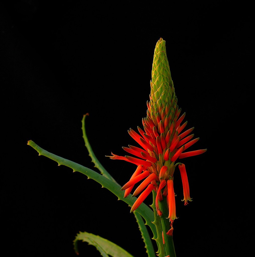 Aloe Vera Barbadensis Miller kvet