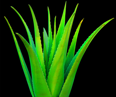 Rastlina Aloe Vera