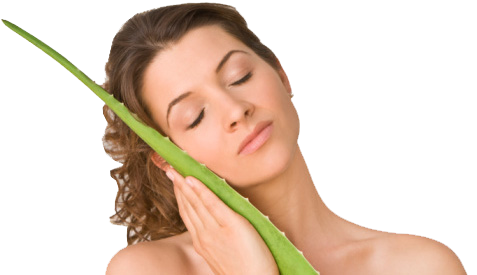 Aloe Vera a wellness