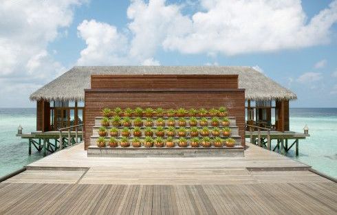 Wellness a aloe vera